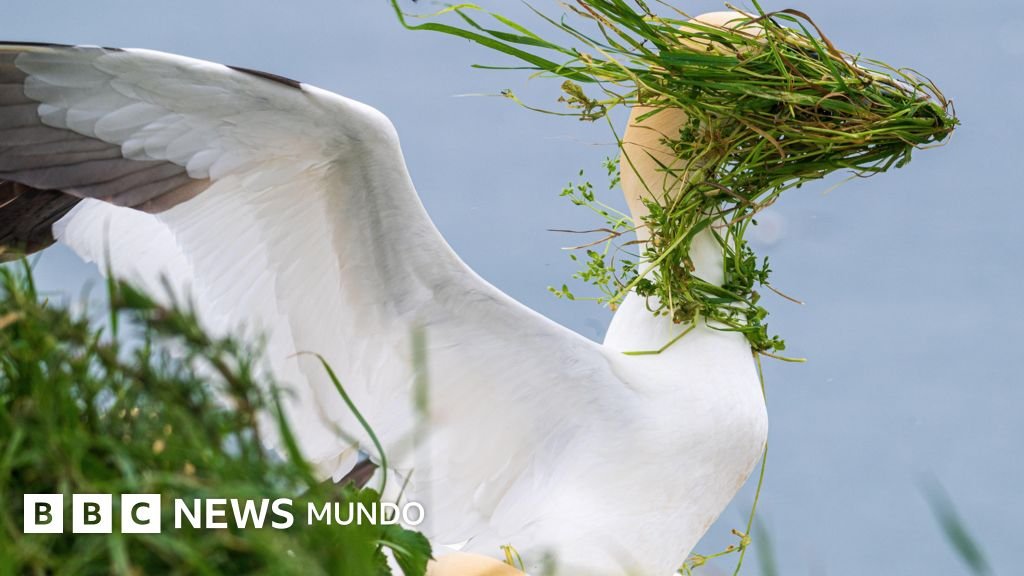 Premios Nikon de vida salvaje: las imágenes más divertidas de animales en 2025