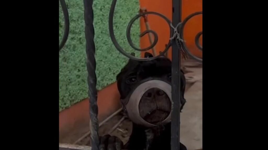 Denuncian abuso animal: perrita sufre con el hocico atado constantemente