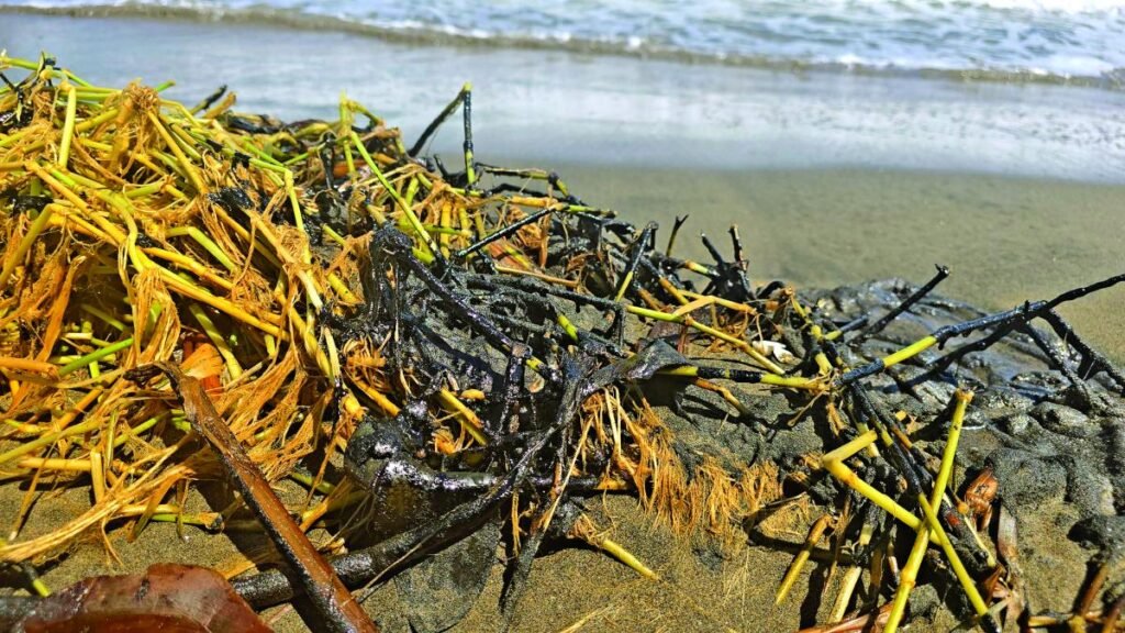 Rocío Nahle desmiente derrame en las playas de Alvarado, pero reconoce el impacto ambiental