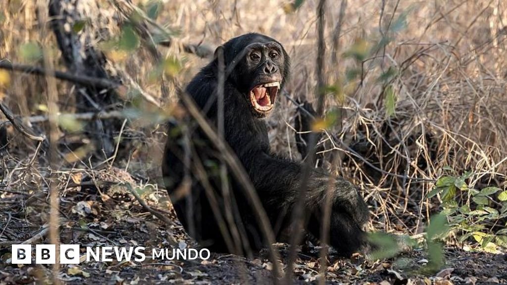 La brutal "guerra civil" documentada entre chimpancés por investigadores