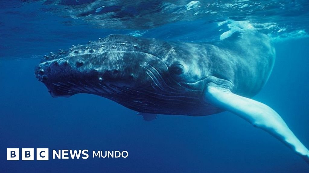 El asombroso instante en que el mundo descubrió que las ballenas cantan